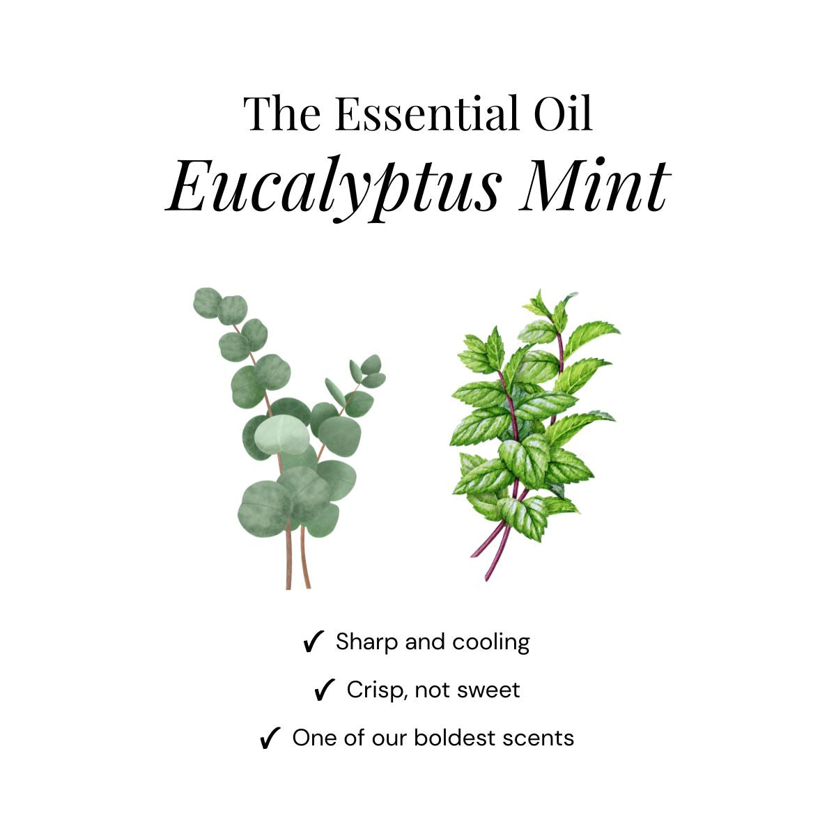 Eucalyptus Shower Steamers - Giftbox 6 Pack